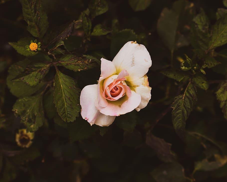 white flower, flowering plant, beauty in nature, freshness, growth HD wallpaper