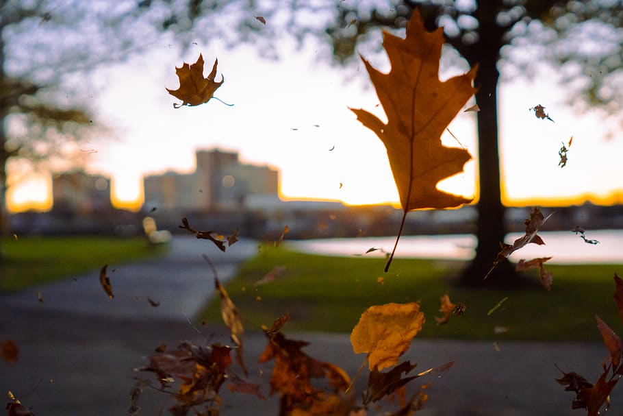 united states, boston, sun, wind, action, trees, forest, city