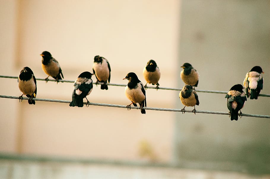 birds, fly, animals, group of animals, animal wildlife, animal themes HD wallpaper