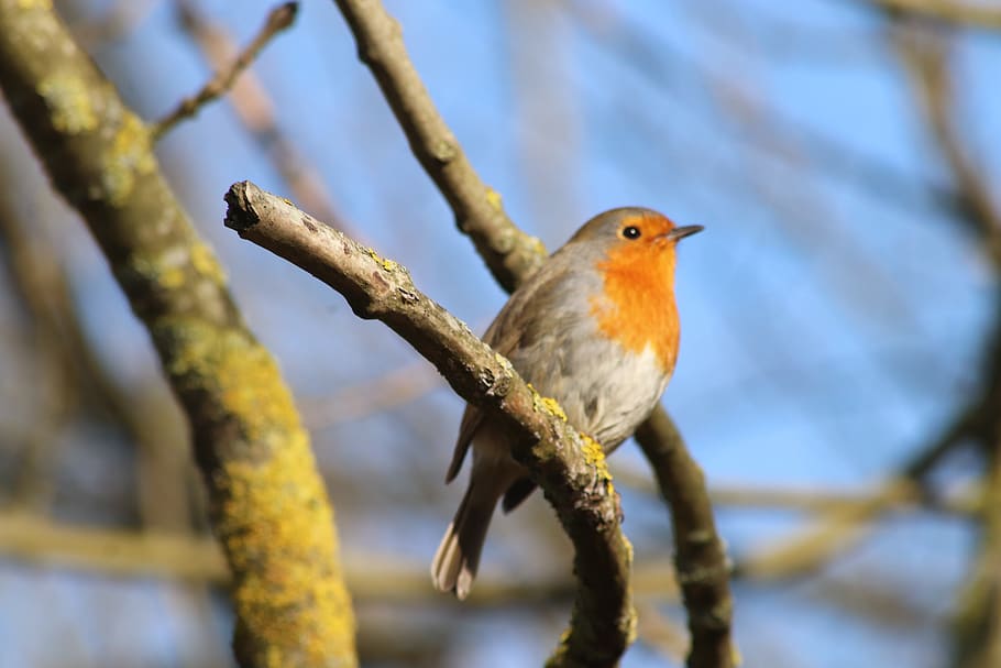 birds, robin, winter, nature, cute, tree, animal, orange, bark HD wallpaper