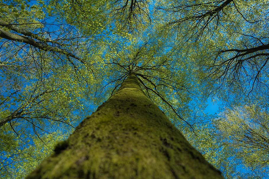 trees, treecrowns, leaves, tree trunk, moss, sky, plant, low angle view, HD wallpaper