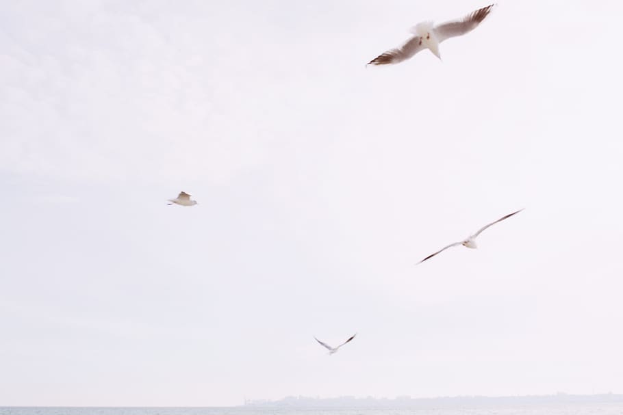 sky, sun, gull, gradient, vsco, wallpaper, background, sea HD wallpaper