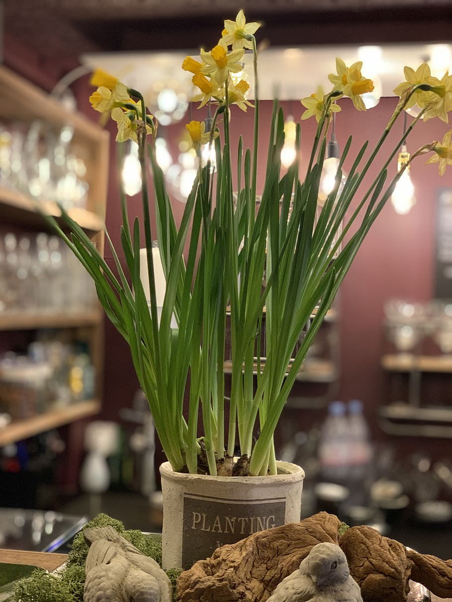 daffodils, flowers, deco, plant, freshness, flowering plant HD wallpaper
