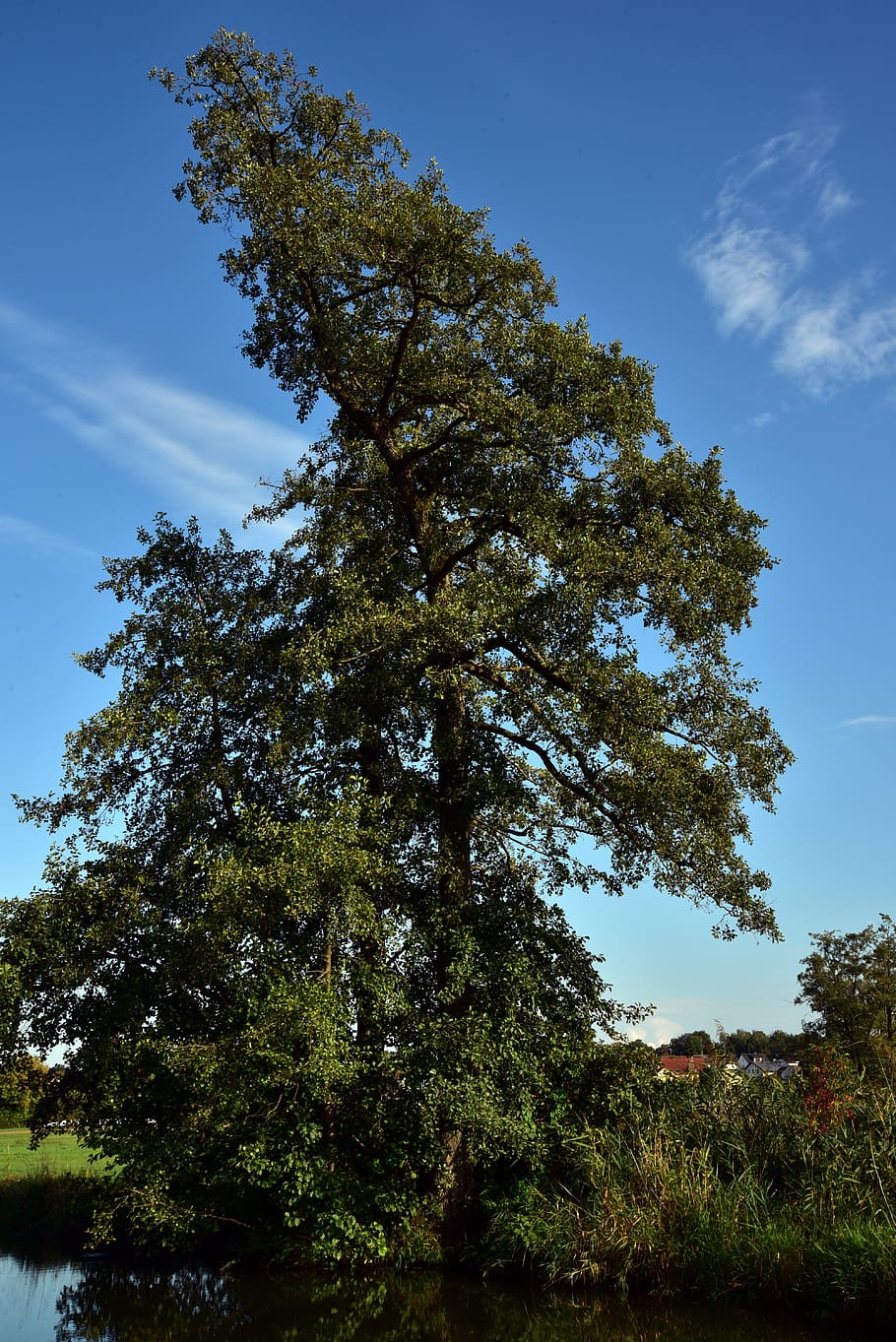 tree, sky, individually, green, summer, grow, large, blue, rural HD wallpaper