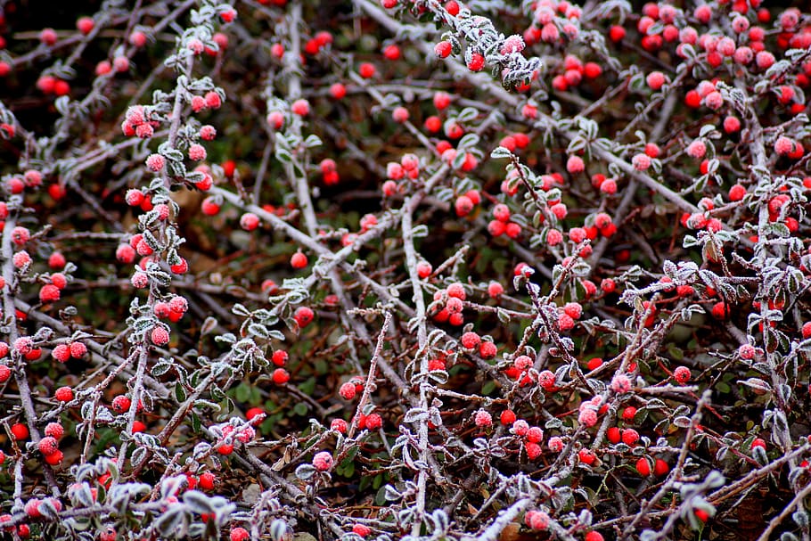 cotoneaster, bush, winter, january, red, beads, shrubs, small-leaved HD wallpaper