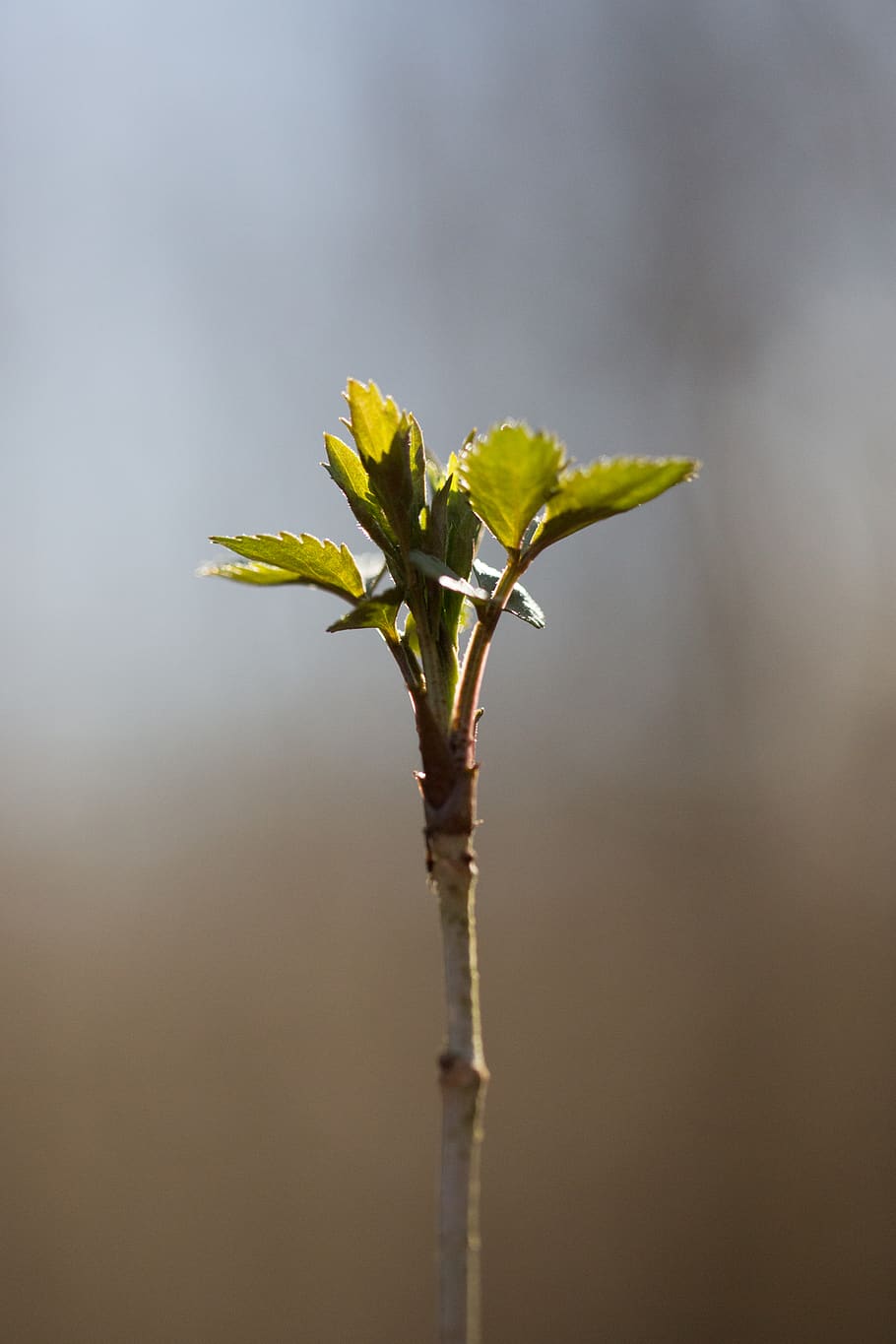 bud, budding, new, plant, tree, branch, hope, hopeful, spring HD wallpaper