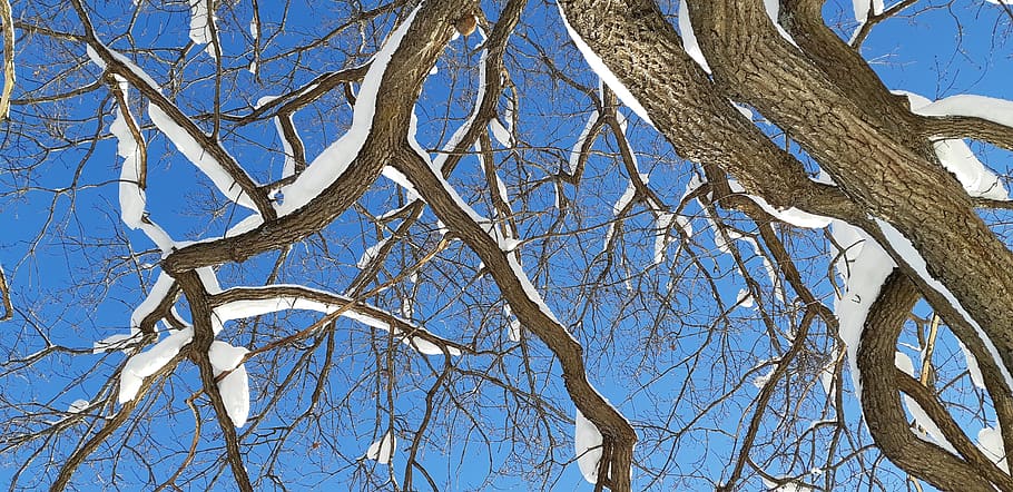 tree branches, snow on tree branches, decorative, blue sky HD wallpaper