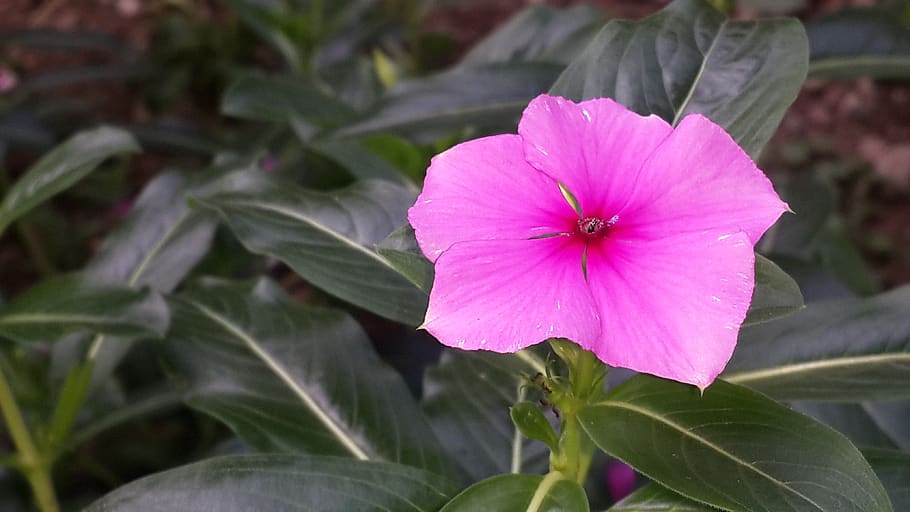 flower, flowering plant, petal, freshness, close-up, fragility HD wallpaper