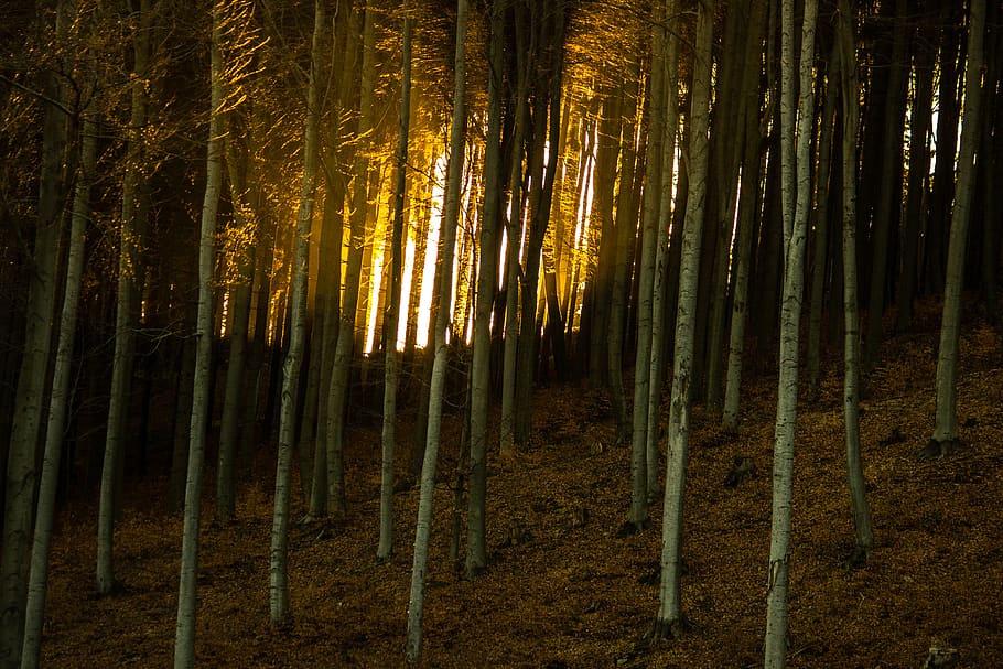 trees, forest, sun, light, sunrise, sunset, land, woodland HD wallpaper