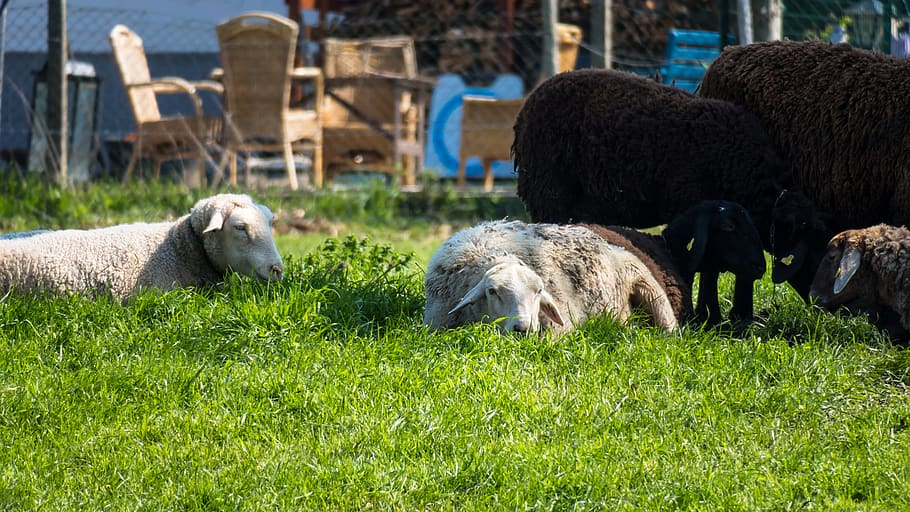 sheep, rest, concerns, doze, sleep, chill out, relax, flock HD wallpaper