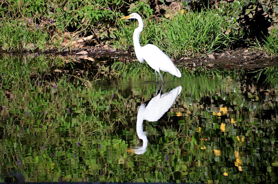 animal wildlife, bird, animal themes, animals in the wild, vertebrate HD wallpaper