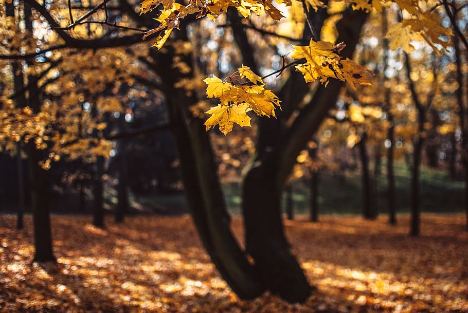 yellow leaf trees, poland, poznań, plant, flora, forest, outdoors HD wallpaper