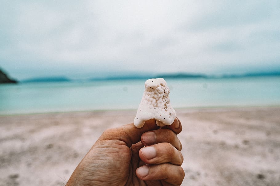 man holding seashell, nature, outdoors, human, person, ocean HD wallpaper