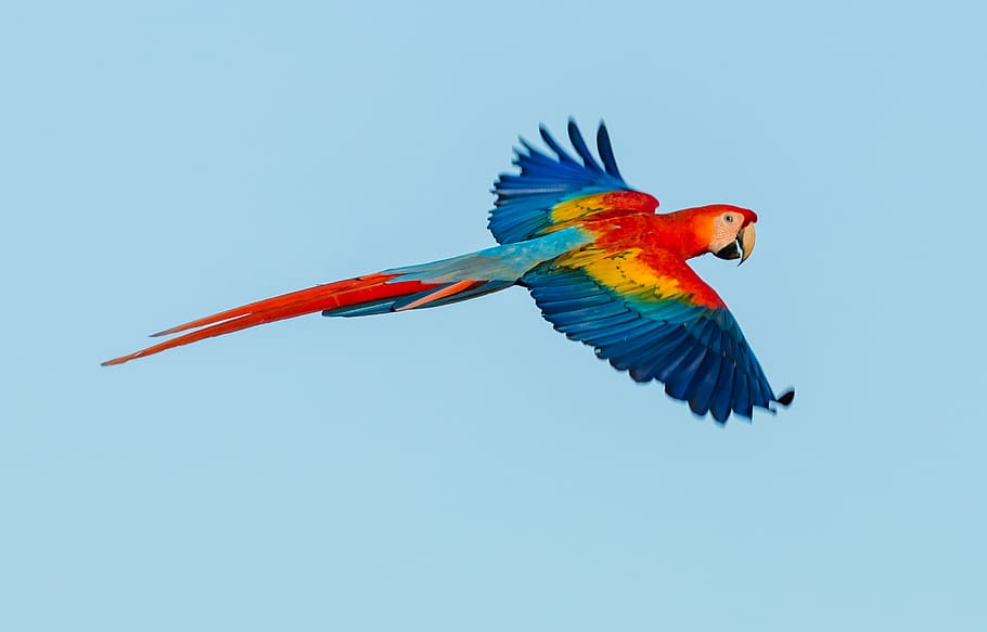 scarlet macaw, blue, animal, animal themes, bird, vertebrate HD wallpaper