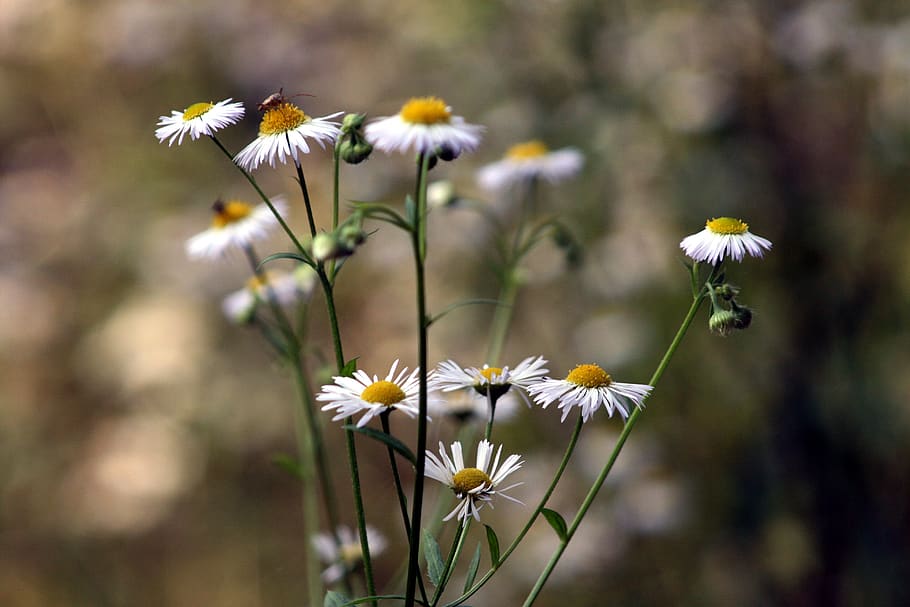 flowers, white, nature, nice, plants, flowering plant, freshness HD wallpaper