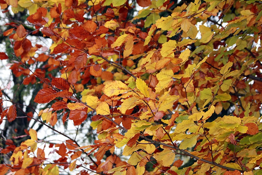 tree, leaves, autumn, fall foliage, change, plant part, leaf HD wallpaper