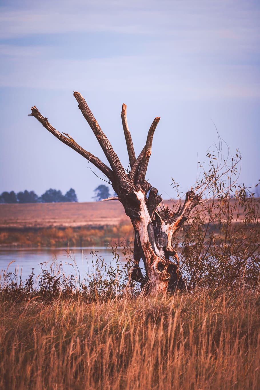 Bare Tree Beside Body of Water, dawn, dusk, environment, evening HD wallpaper