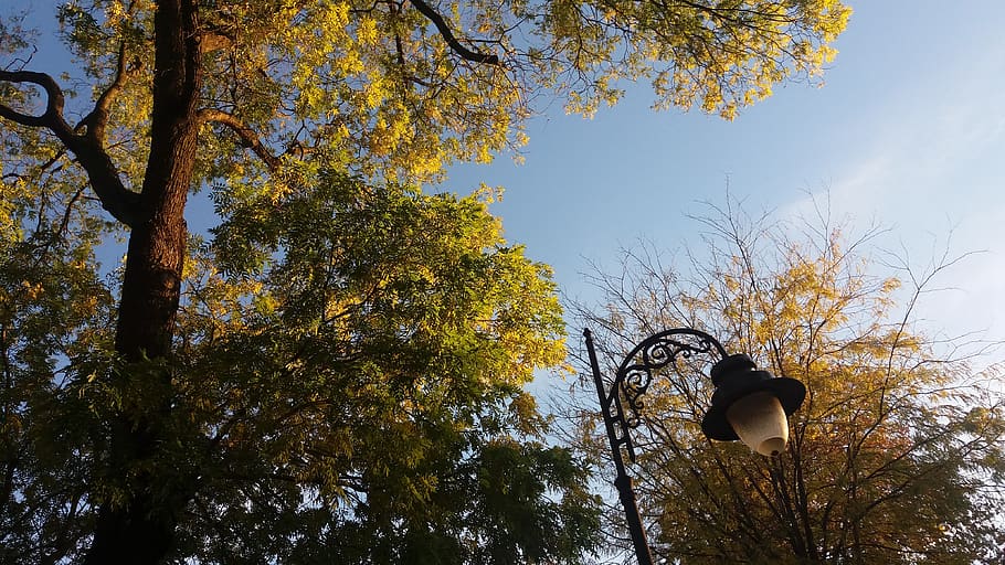 serbia, belgrade, tree, plant, low angle view, sky, autumn HD wallpaper