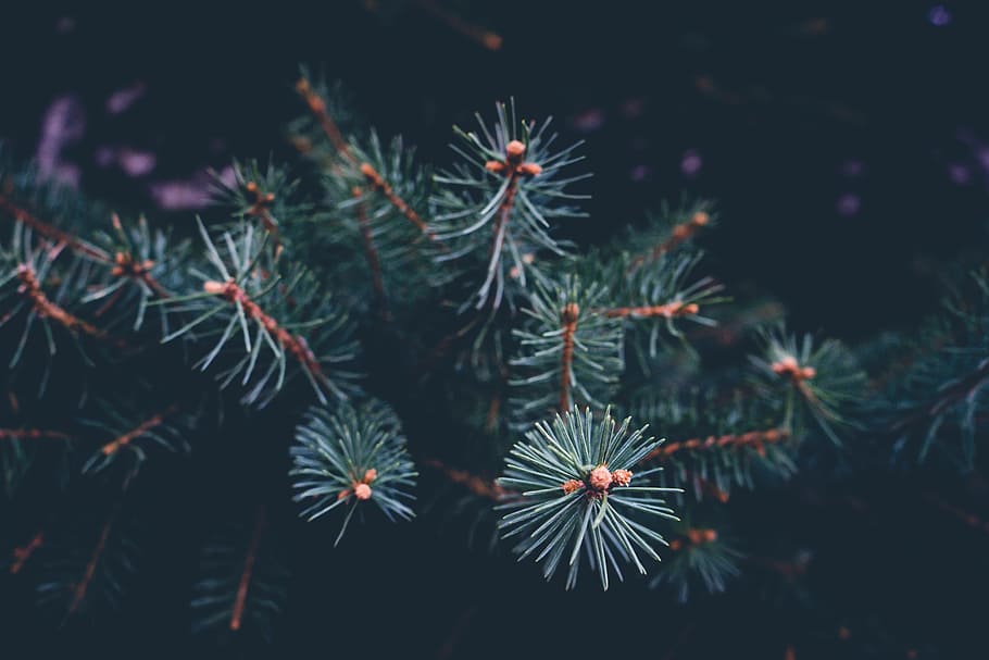 green pine tree closeup photography, christmas tree, fir tree HD wallpaper