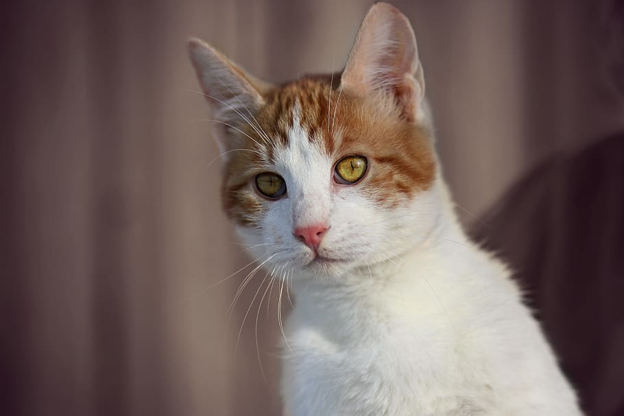 cat, white, orange, coloring, pet, cute, beauty, about, pets HD wallpaper