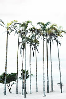 tall pam trees under cloudy sky, plant, arecaceae, palm tree HD wallpaper