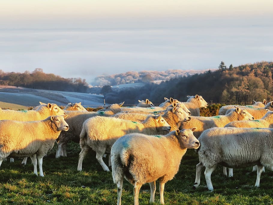 Sheep farm перевод. Жизнь животноводство.