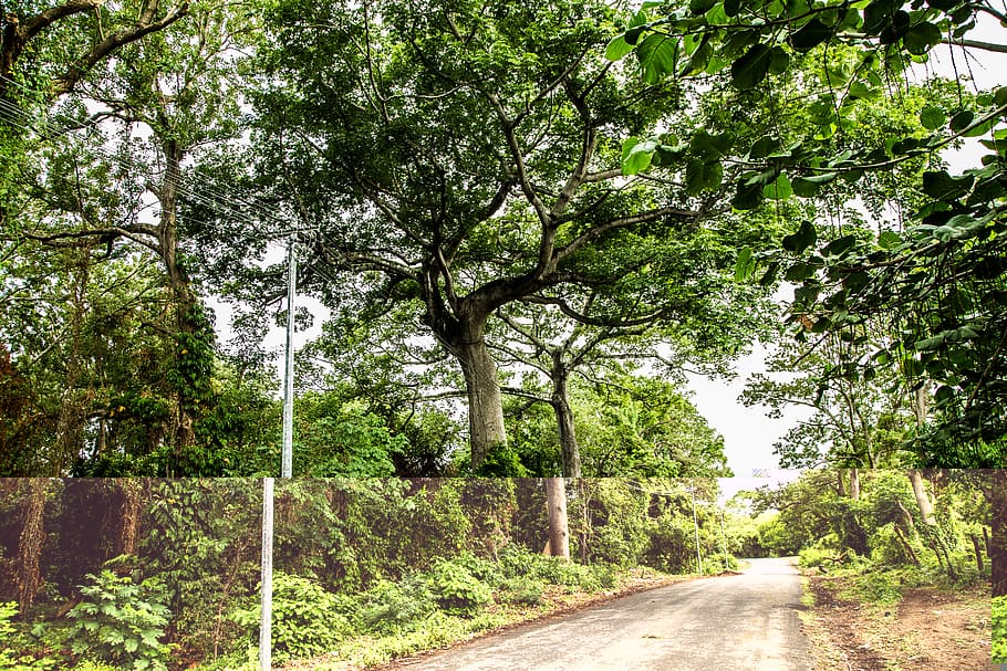 nicaragua, trees, jungle, forest, leaves, plant, the way forward