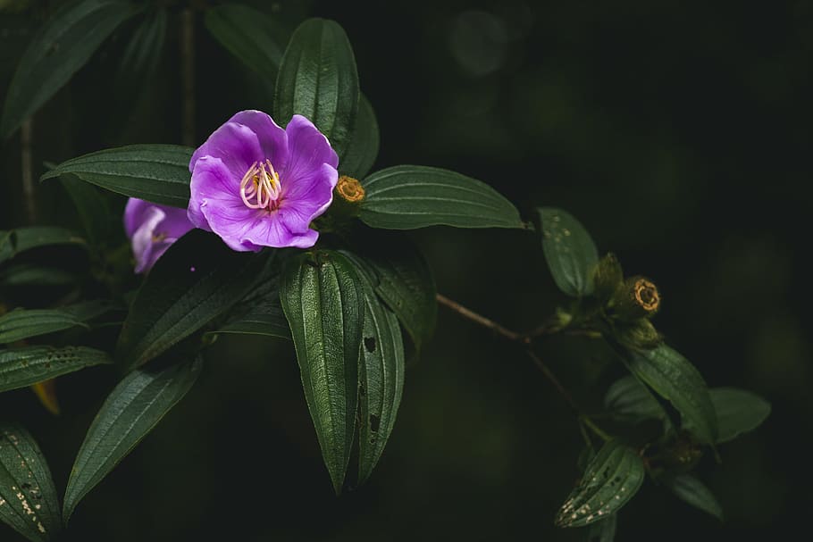Closeup Photo of Purple Petaled Flower, beautiful, bloom, blooming, HD wallpaper