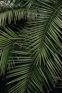 palm branches background