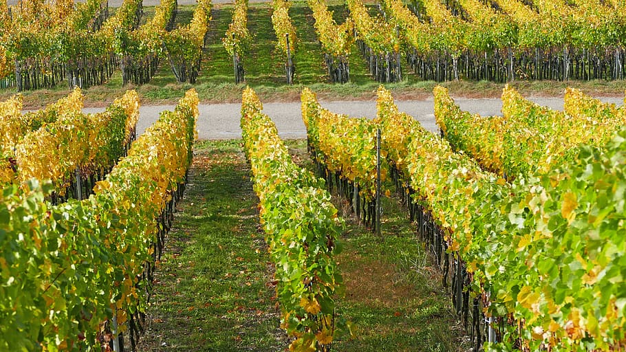 landscape, nature, wine, vines, light, sun, autumn, away, leaves HD wallpaper