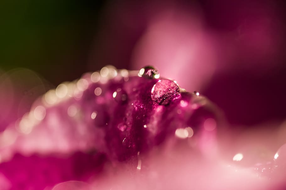 ultra, macro, drip, flower, nature, background, drop, close-up HD wallpaper