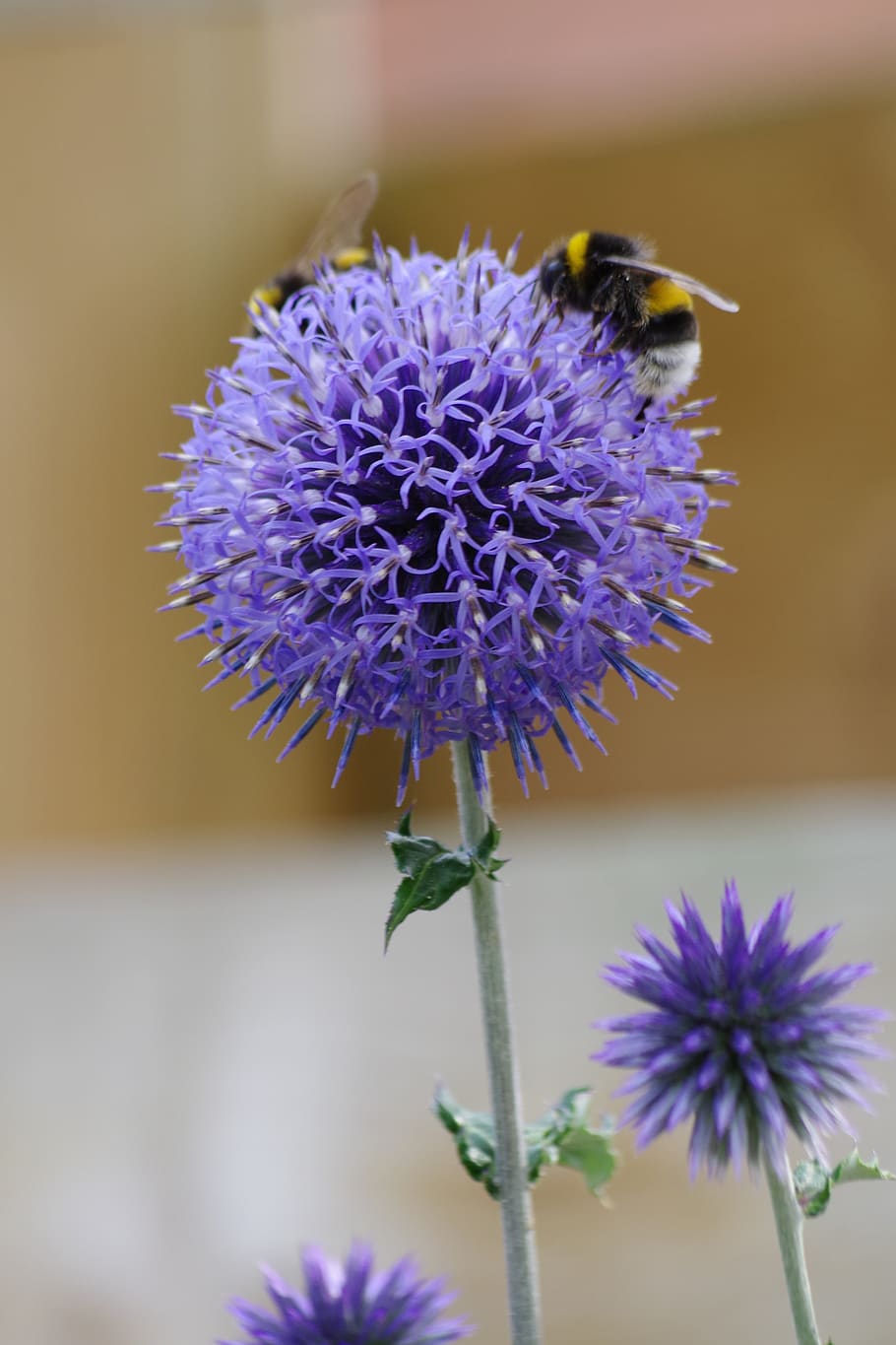 thistle, bee, nature, flower, summer, close up, plant, insect HD wallpaper