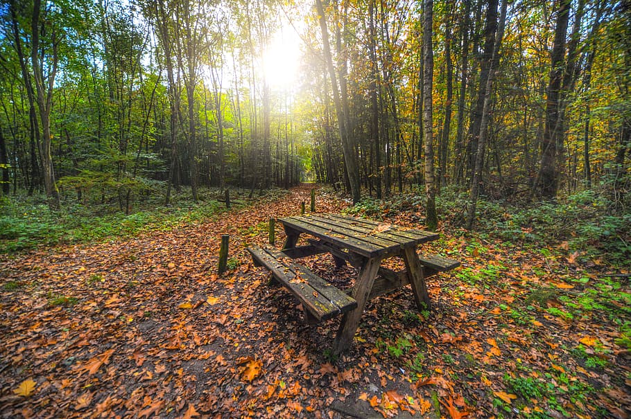Brown Wooden Table With Bench Near Green Trees, dawn, daylight HD wallpaper