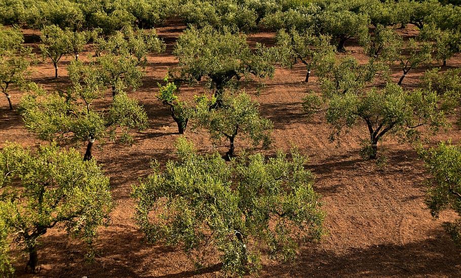 olive trees, olive field, mediterranean, agriculture, olive grove, HD wallpaper