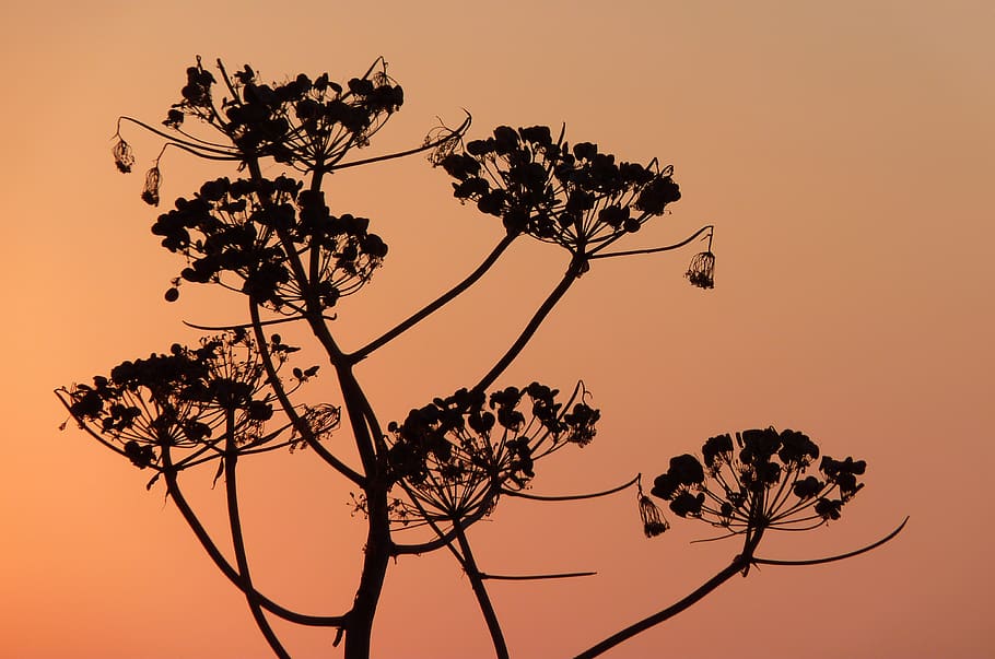 plant, sunset, sky, orange, light, flowers, flora, silhouette HD wallpaper