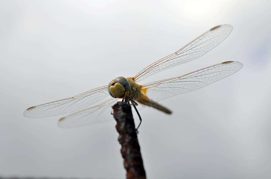 dragonfly, insect, flight, waiting, nature, animal wing, one animal HD wallpaper
