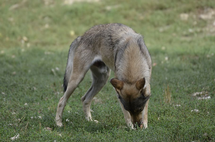 wolf, pack, predator, nature, wild animal, timber wolves, scheu HD wallpaper