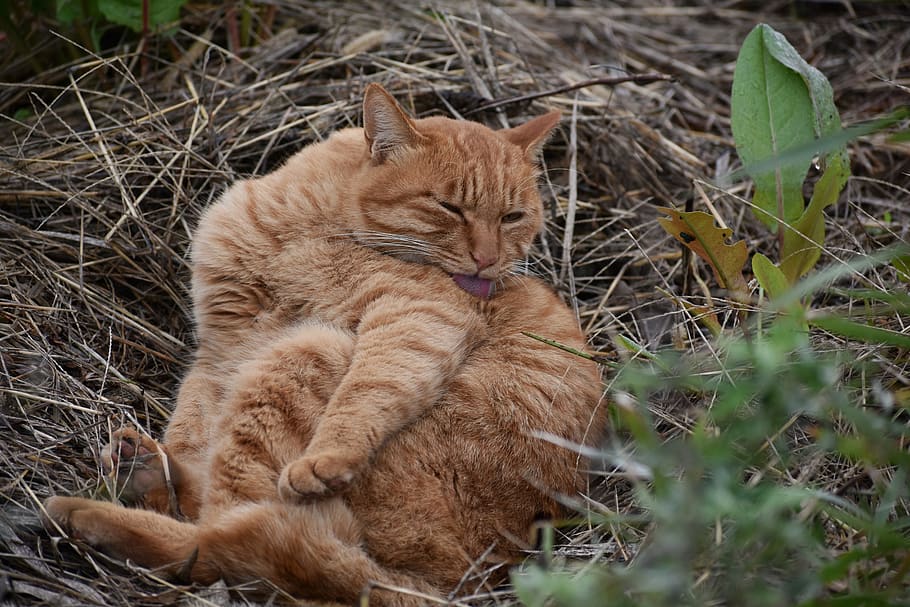 animal, cat, relax, bunking, saury, promenade, natural, landscape HD wallpaper