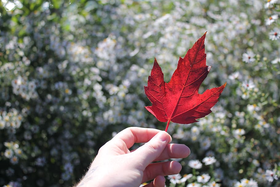 france, lyon, human hand, human body part, plant part, leaf HD wallpaper