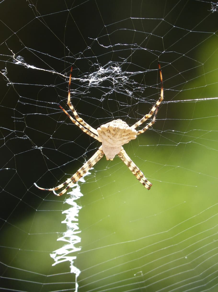 spider, arachnid, risk, web, trap, hunt, depredadror, spider web HD wallpaper
