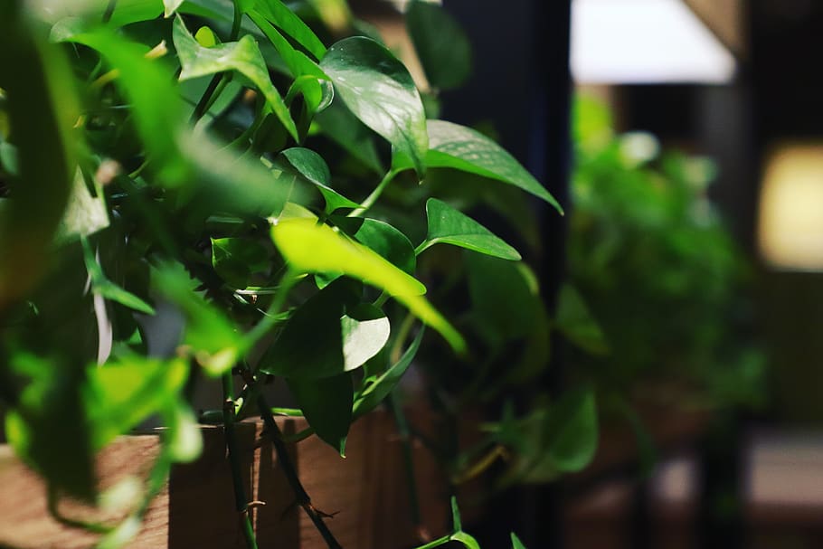 suzhou, china, growth, green color, plant, leaf, plant part HD wallpaper