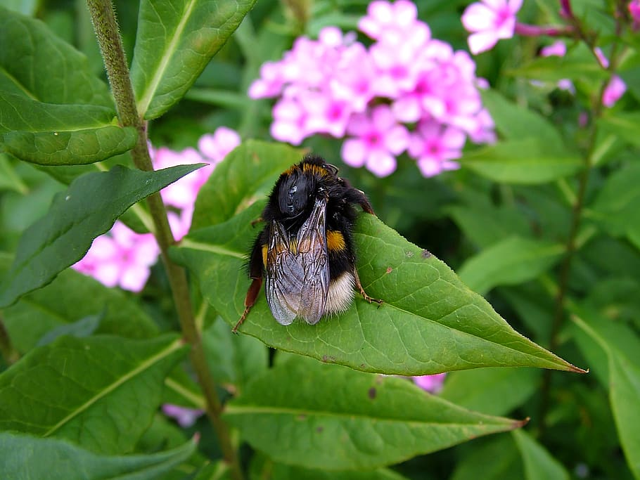 bumble bee, plant part, leaf, growth, one animal, flower, invertebrate HD wallpaper