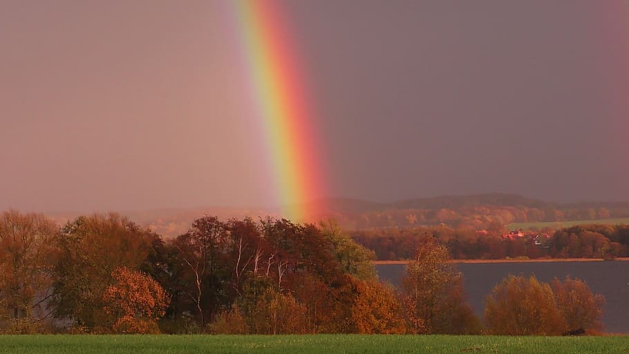 rainbow, color, phenomenon, light band, gradient, nature, tree