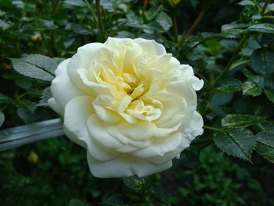 rose, white, flower, elegant, nature, garden rose, aroma, blooming HD wallpaper