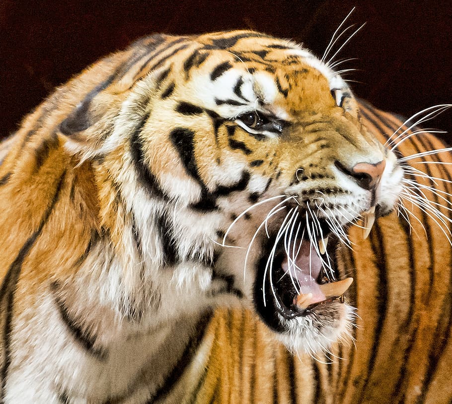 tiger, animal, cat, predator, dangerous, feline, nature, wildlife HD wallpaper