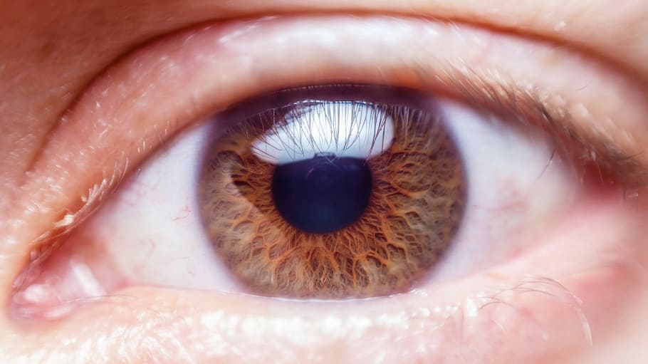 eye, human, nature, vision, retina, lens, eyesight, human body part HD wallpaper