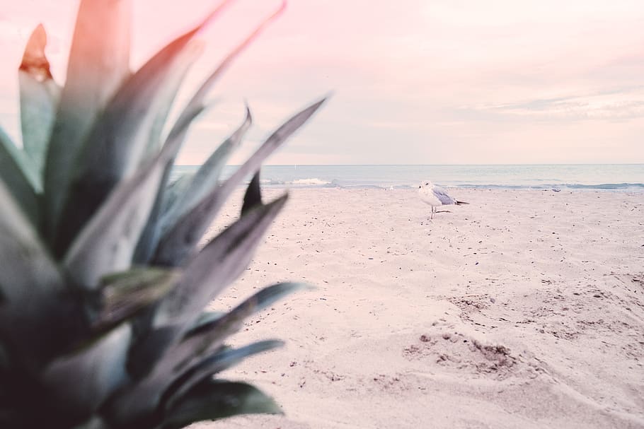 wave, lake, seagull, beach, pineapple, land, water, sky, horizon over water HD wallpaper