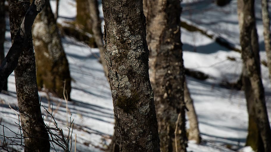 tree, plant, tree trunk, nature, snow, snowy, white, trees HD wallpaper