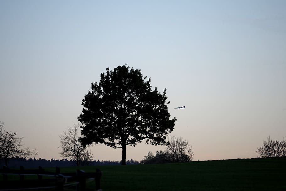 sunset, tree, aircraft, landscape, sky, nature, dusk, twilight HD wallpaper