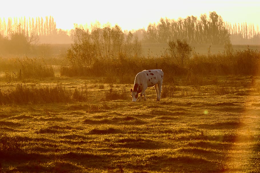 white and black cow eating grass, mammal, animal, animal themes, HD wallpaper